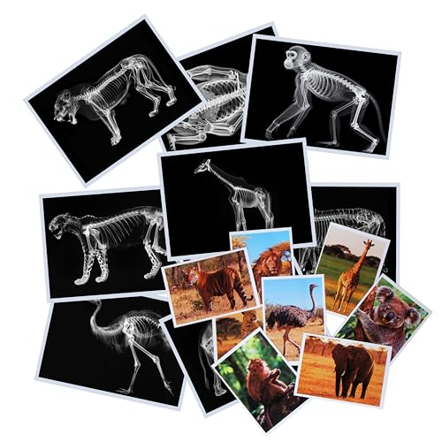 Thematic Animal X-Rays, Set of 16, Simulation Specimen, Science Education Materials for Kindergarten & Preschool, Light Table Accessories, Montessori & Reggio-Inspired (Zoo Animals) - color: Zoo animals