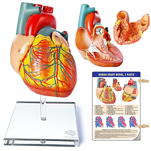 Human Heart Model for Anatomy - 2-Part Life Size