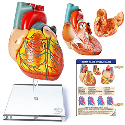 Human Heart Model for Anatomy - 2-Part Life Size