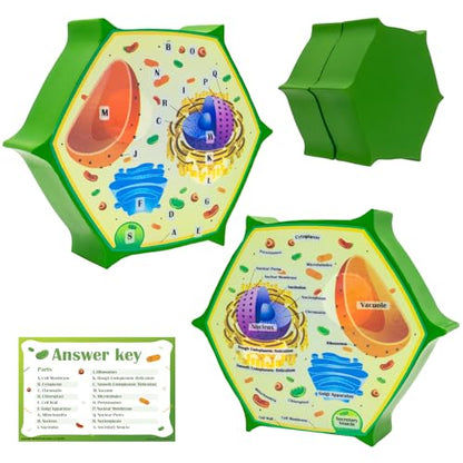 Cross Sectional Foam Plant Cell Model | Learning, Teaching, STEM Kits