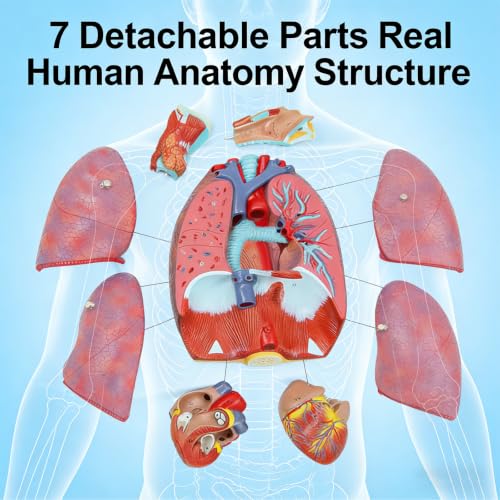 Medical-Specific Human Respiratory System Model Proportionally Restored to Human Structure 7 Detachable Components with Digital Labels and Instructions