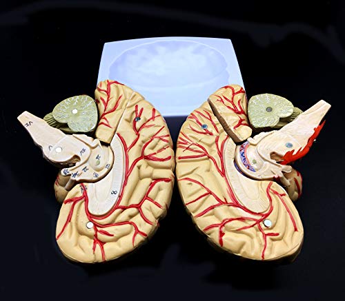 Human Brain Model, Anatomically Accurate Brain Model 8-Part Human Brain Anatomy for Science Classroom Study Display Teaching Medical Model