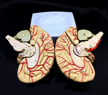 Human Brain Model, Anatomically Accurate Brain Model 8-Part Human Brain Anatomy for Science Classroom Study Display Teaching Medical Model