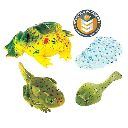 Frog Life Cycle Figurines | 4-Piece Educational Set – Stages of Frog Development – STEM Science Learning for Ages 4+ - style: Frog