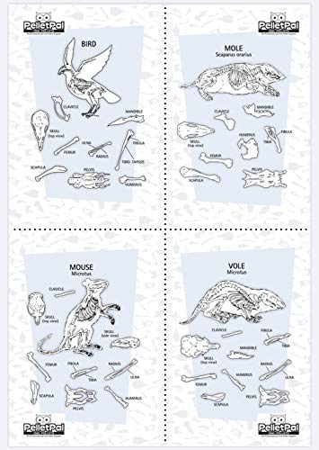 Premium Barn Owl Pellets, Small: 1.25"-1.5" (Pack of 20) - Free Bone Identification Chart, Forceps, Paddle Picks, and Teaching Guide Included!