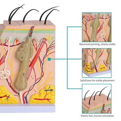 Skin Anatomy Model - Skin Diagram Model Human Anatomy Skin Model Skin Structure 50X Magnification Model with Hair - color: 50X