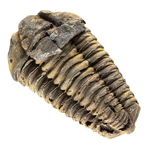 KALIFANO Authentic Large Arthropod Calymene Trilobite Fossil from Morocco - Marine Trilobita/Calymene for Fossil Collections and Education Purposes (Information Card Included) - color: Calymene Trilobite Fossil