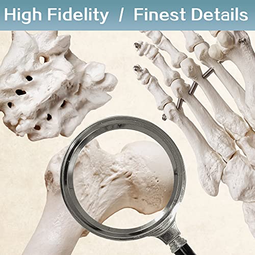 Human Anatomy Skeleton Model, 67 Inches / 170Cm, 1:1 Life Size