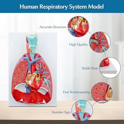 JNMFTD Human Respiratory System Model,1:1 Life Size Human Larynx Heart Lungs Anatomy Model 7-Parts Removable Organs with Product Manual Card PVC Labeled Number for Medical Study Display Educational