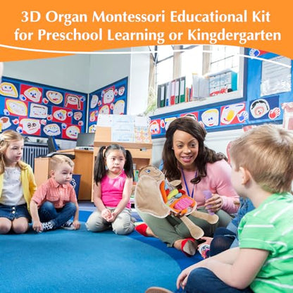 Vocheer Human Body Anatomy Toy, Human Body Model for Kids, Montessori Plush - color: Blue
