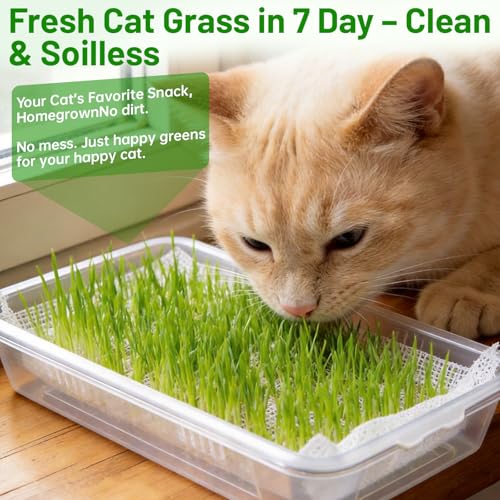 Acrylic Microgreens Growing Trays 3-Pack with Silicone Mats & Spray Bottle – Clear Hydroponic Germination Kit for Vegetables, Wheatgrass, Cat Grass – Soilless Trays for Home Kitchen & Classroom