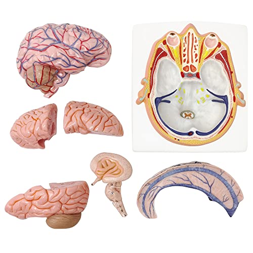 EVOTECH SCIENTIFIC Human Brain Model w/Arteries, 7 Parts Life Size Anatomy Brain Model on a Base Show Horizontal Plain Through Eyeball Level for Science Classroom Study Display, Manual Included