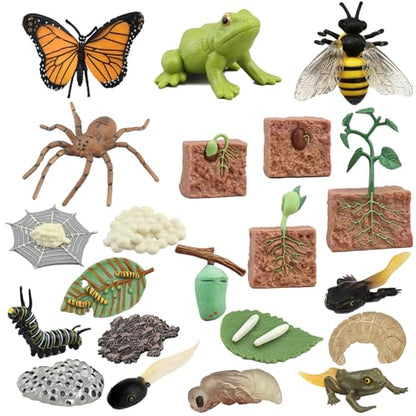 Mbrain 4pcs Butterfly Growth Cycle with Flash Cards,Life Cycle Learning & Education Toys,Montessori Toys,Gift for Girl & Boy for 3 4 5 6 7 Year Old (Butterfly) - color: Butterfly