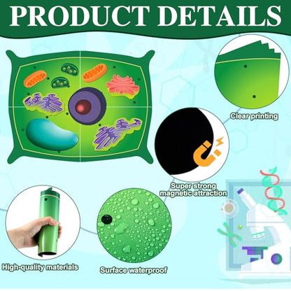 Leitee 18 Pcs Magnetic Plant Cell Model Kit, Giant Biology Teaching Aid - size: 17.8 x 13.7 in