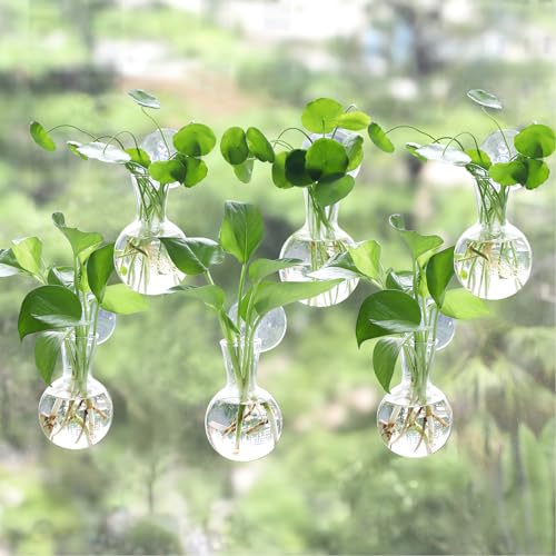Bunmery 6 pcs Window Propagation Stations, Easy to Install Plant Propagation Bulbs with Suckion Cups, No Nails Wall Hanging Planter Propagation Station, Glass Plant Terrarium Vase - color: Clear Bulb, size: 6 PCS