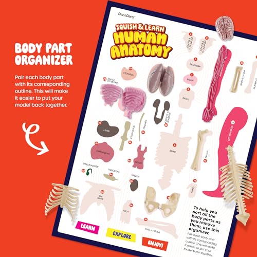 Human Anatomy Squishy Body Model - STEM Science Kits for Boys & Girls