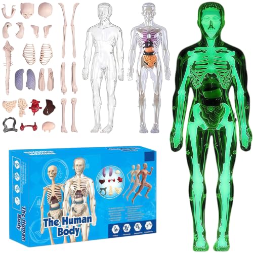3D Human Body Model with Removable Bones,Organs,Transparent Anatomy Figure with Luminous Design,DIY Human Organ Model for Study,Teaching Demonstration,Science Early Learning