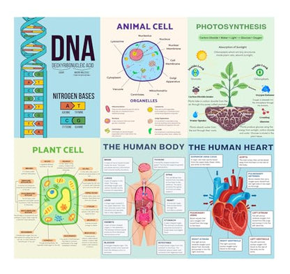 6 Biology Posters for Classroom Educational Biology Posters for High School