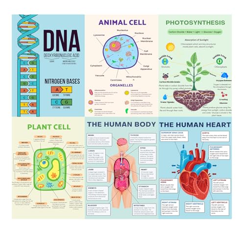 6 Biology Posters for Classroom Educational Biology Posters for High School