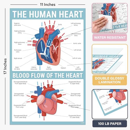 BrightenKidz Biology Posters for Classroom, 15 Pack 11x17 Science Charts - color: Biology Posters