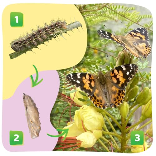 Insect Lore 2 Cups of Caterpillars Basic - 10 Live Baby Painted Lady Caterpillars - Refill for Habitat Kit - Caterpillars and Food Included - style: 2 Cups Basic