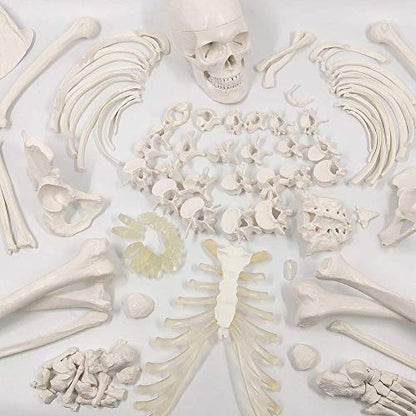 EVOTECH Disarticulated Human Skeleton Model for Anatomy 67'' Full Size