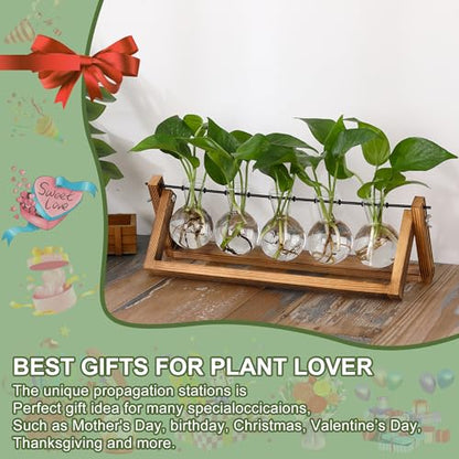 YIBOT Plant Propagation Stations with Wooden Stand & 5 Glass Bulb Vases - size: 5Bulb-A