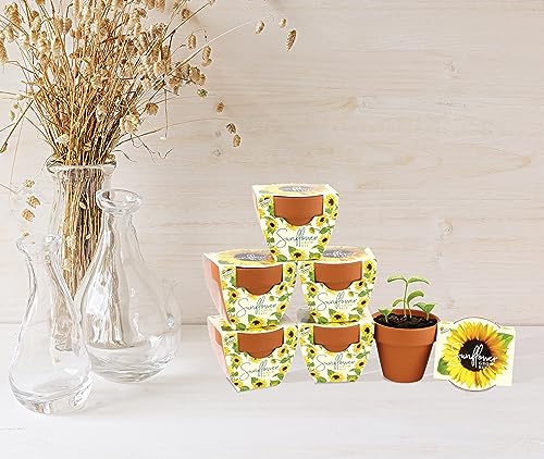 BUZZY Seeds Sunflower Grow Kit 6-Pack, Mini Terracotta Pots, Indoor Garden - color: 6pk Sunflower