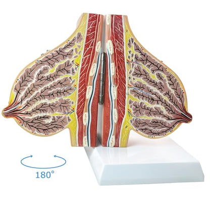 NEW HORIZON Female Breast Anatomy Model