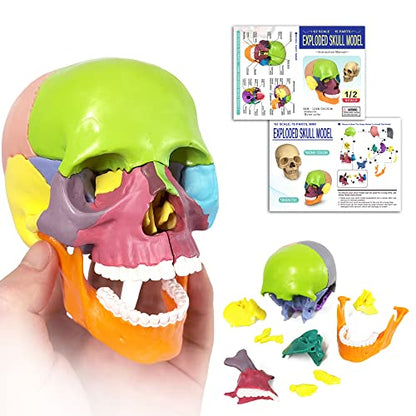 Human Skull Anatomy Model, 15 Parts, 1:2 Life Size, for Adult