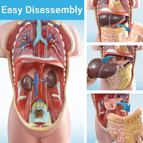 Human Body Anatomy Model with Removable Organs Life-Size 34.5"