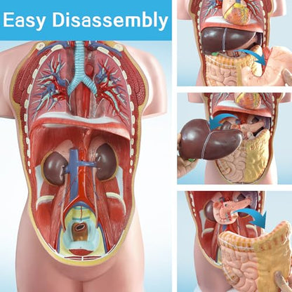 Human Body Anatomy Model with Removable Organs Life-Size 34.5"