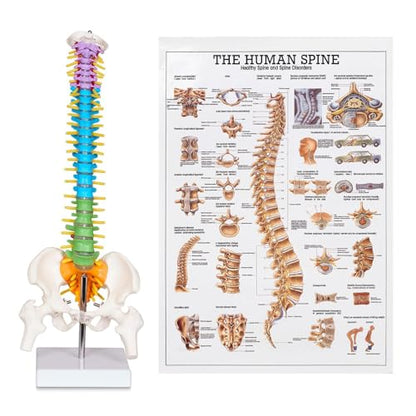 breesky Scientific Mini Spine Model, 15.5’’ Anatomical Spine Model with All Nerves, Human Anatomy Model with Stand for Instruction, Study and Display