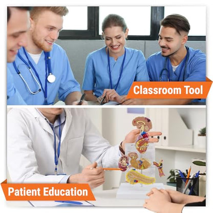 GPI Anatomicals Metabolic Syndrome Model Set - style: Metabolic Syndrome Model