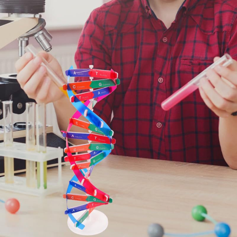 DNA Model Kit 3Pcs DIY Double Helix Molecular Model for Biology