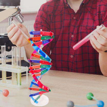 DNA Model Kit 3Pcs DIY Double Helix Molecular Model for Biology