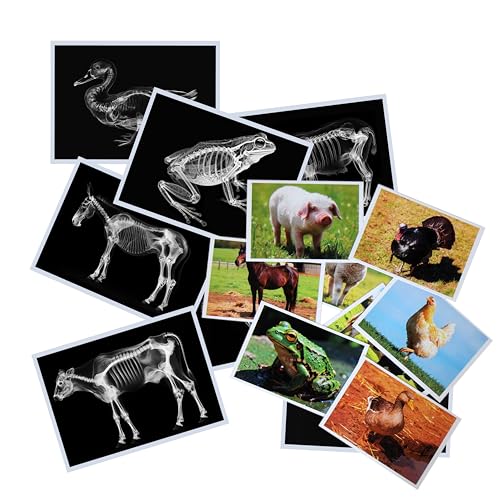 Thematic Animal X-Rays, Set of 16, Simulation Specimen, Science Education Materials for Kindergarten & Preschool, Light Table Accessories, Montessori & Reggio-Inspired (Farm Animals) - color: Farm animals