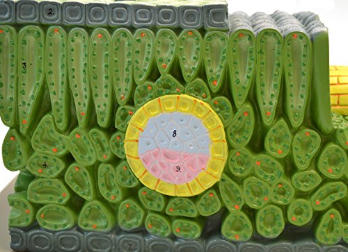 Eisco Labs Micro Structure of Dicot Leaf Model, 500x Life Size, Shown in Cross and Longitudinal Sections, 18 Inches Long