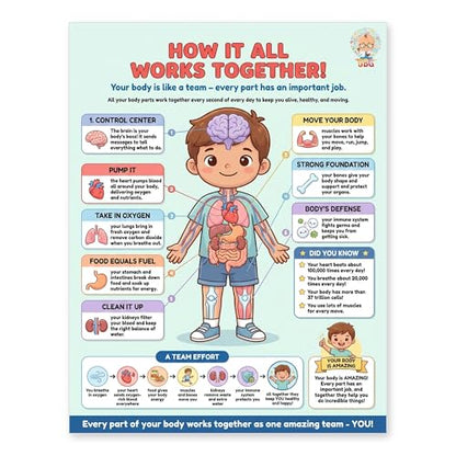 JELLY BEAN GENIUS Human Body Systems Poster – Laminated Dry-Erase Anatomy Chart for Classroom & Homeschool | How the Body Works Science Wall Poster 8.5x11 - color: How the Body Works