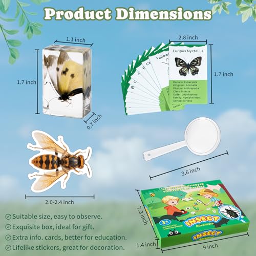 12 PCS Real Insect Resin Specimen, Science Education Bug Collection