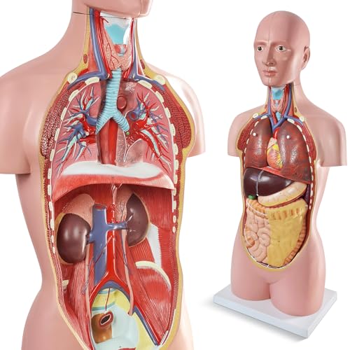 Human Body Anatomy Model with Removable Organs Life-Size 34.5"