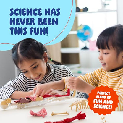 Human Anatomy Squishy Body Model - STEM Science Kits for Boys & Girls