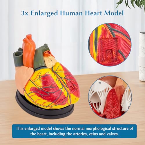 SFXYJ 3X Enlarged Anatomical Heart Model,3-Part Removable with Ventricles Atria Valves Veins Artery 39 Anatomy Structures Number Manual Magnets Display Base for Science Classroom and Cardiology Study - size: 11.8"L x 11.4"W