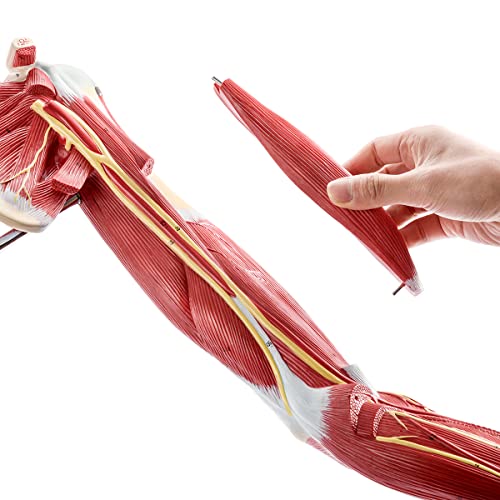 EVOTECH SCIENTIFIC Human Anatomical Muscular Arm Model, 7 Part Life Size