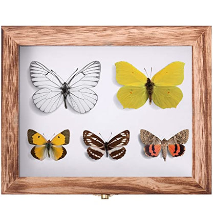 Willbond Insect Display Case Bug Box with Clear Lid, Carbonized Black - color: Carbonized Black
