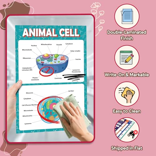 KIDS KING 18 Learning Posters - Biology (11"x17") - color: Biology