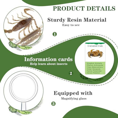 Briwooody 12 Pcs Insect in Resin Specimen, Bugs Collection, Mix - style: Mix