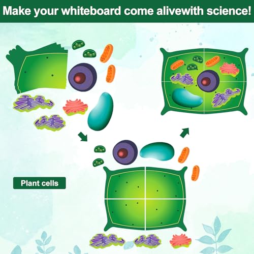 Leitee 18 Pcs Magnetic Plant Cell Model Kit, Giant Biology Teaching Aid - size: 17.8 x 13.7 in