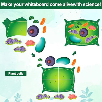 Leitee 18 Pcs Magnetic Plant Cell Model Kit, Giant Biology Teaching Aid - size: 17.8 x 13.7 in