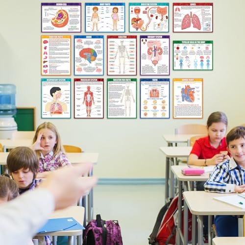 14Pcs Human Anatomy Posters Educational Learn Body Parts, 11 x 14.7In